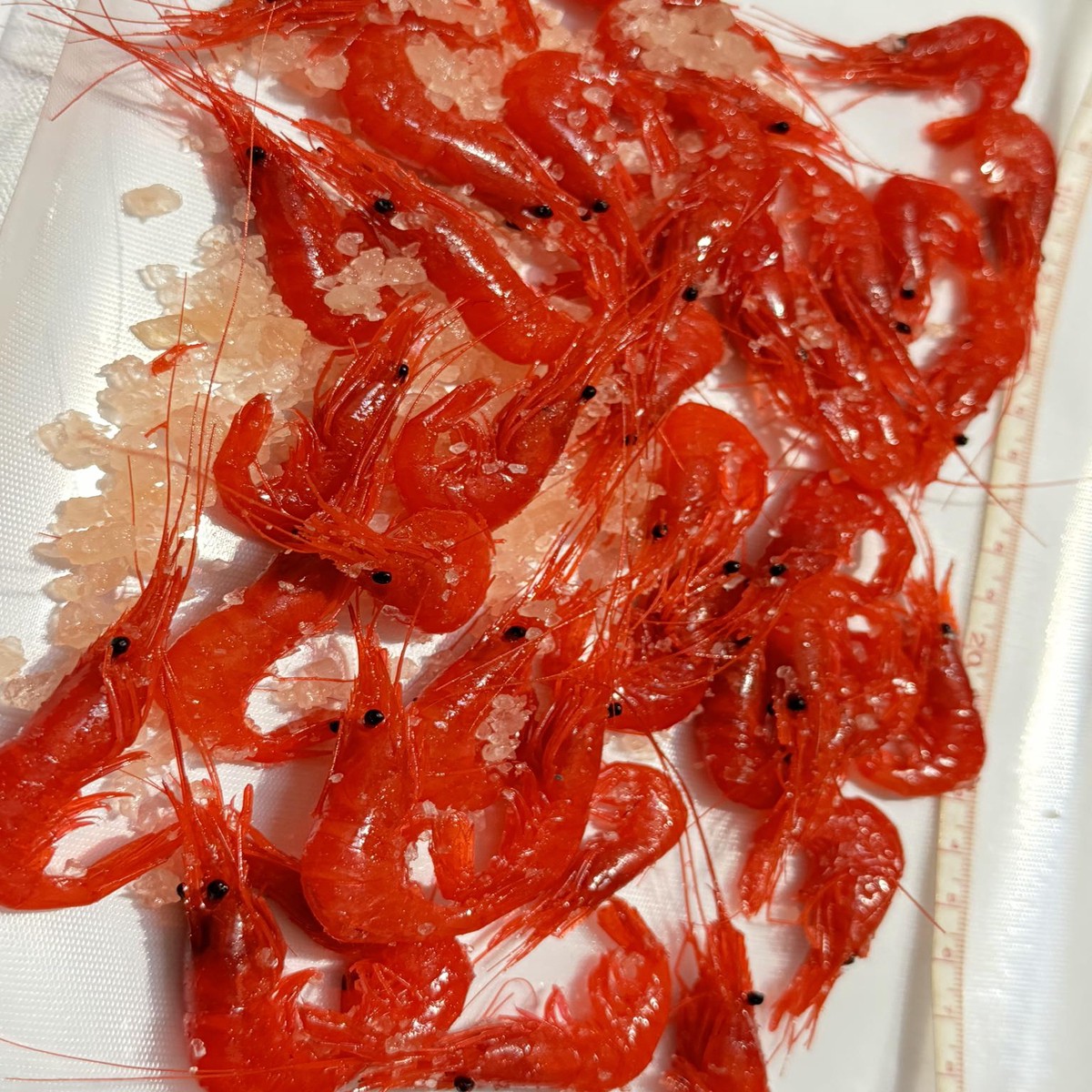 Dyed Shrimps Red and Purple