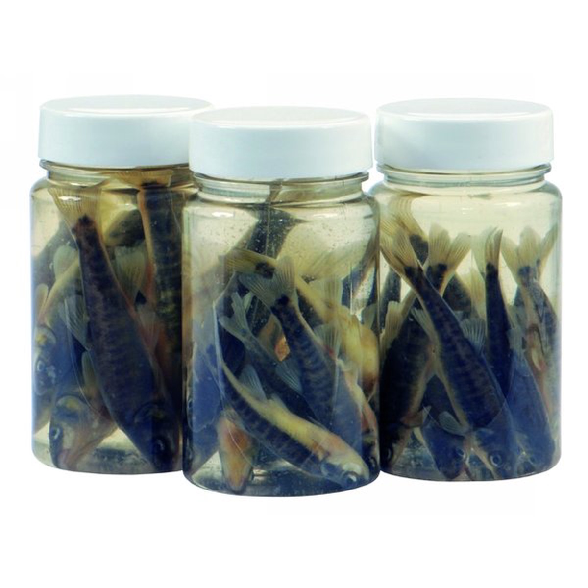 DeadBait Jar Minnows