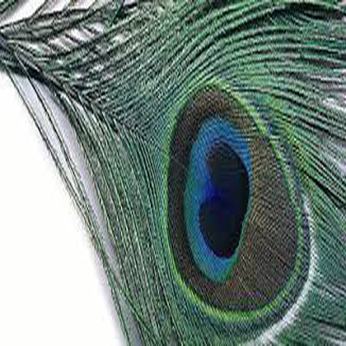 Turrall Peacock Moon Pair PEA02
