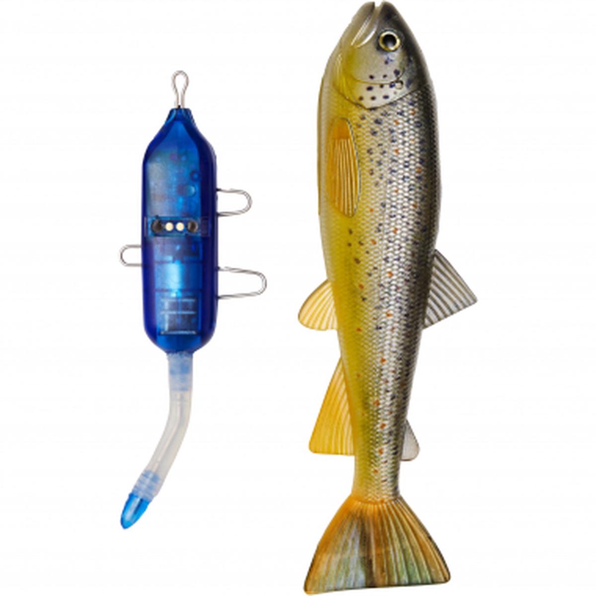 Trout Kit (Brown Trout)