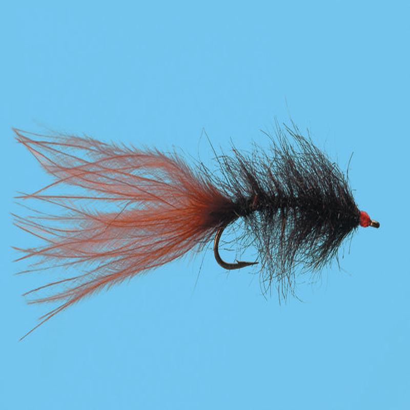 Solitude Hale Bopp Leech