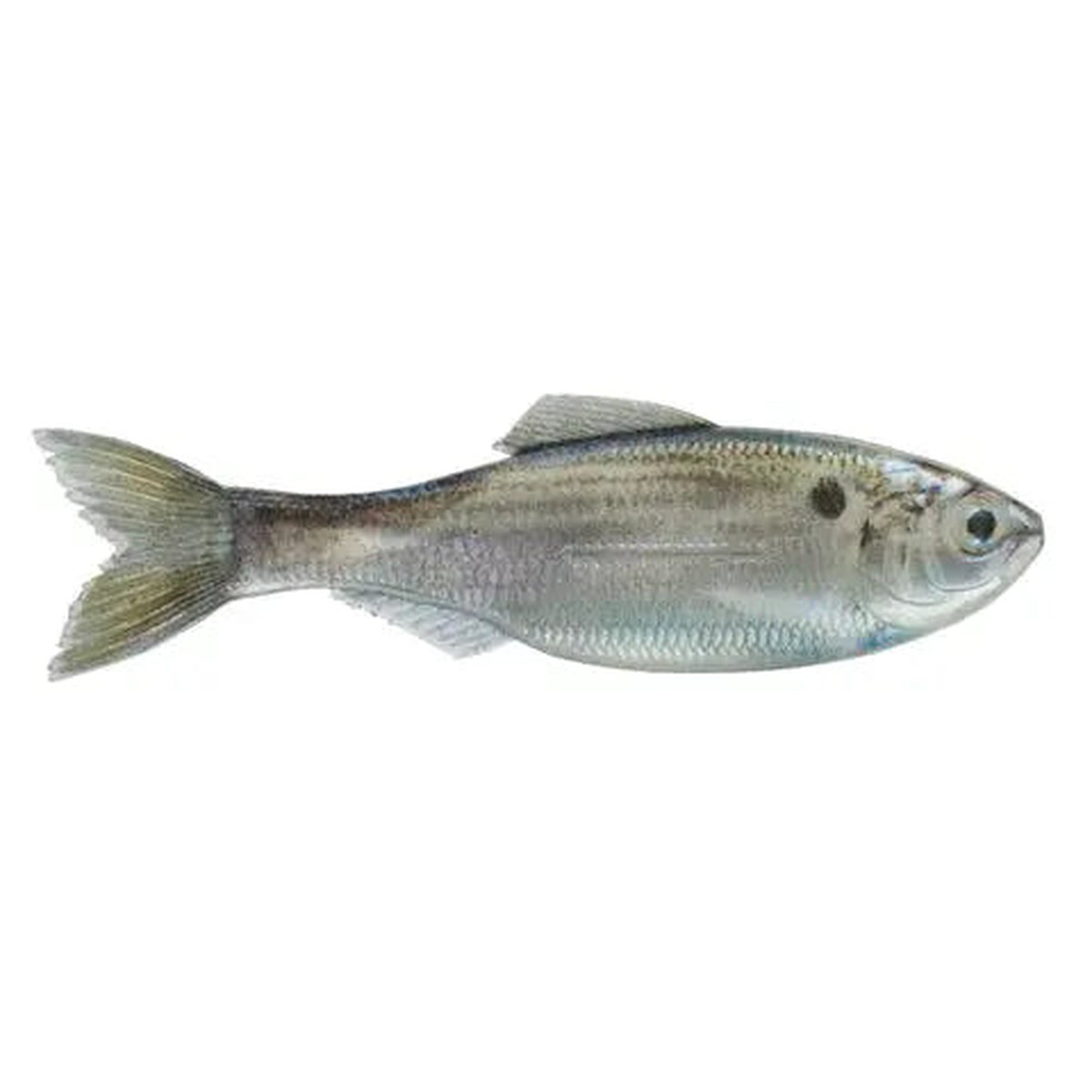 6th Sense Plump Panorama 5.0 - Live Threadfin Shad 3pk
